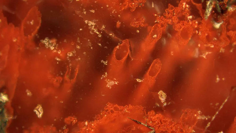 Палеонтологи нашли следы древнейших микробов на Земле