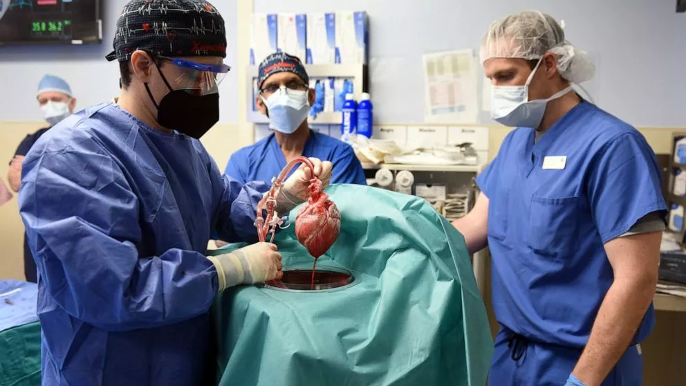 Человеку впервые пересадили сердце генетически модифицированной свиньи