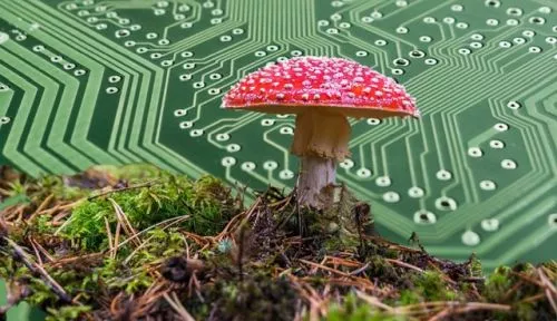 Ученые создали живой биокомпьютер из грибов
