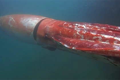 Человек впервые встретил гигантского кальмара и снял его на видео